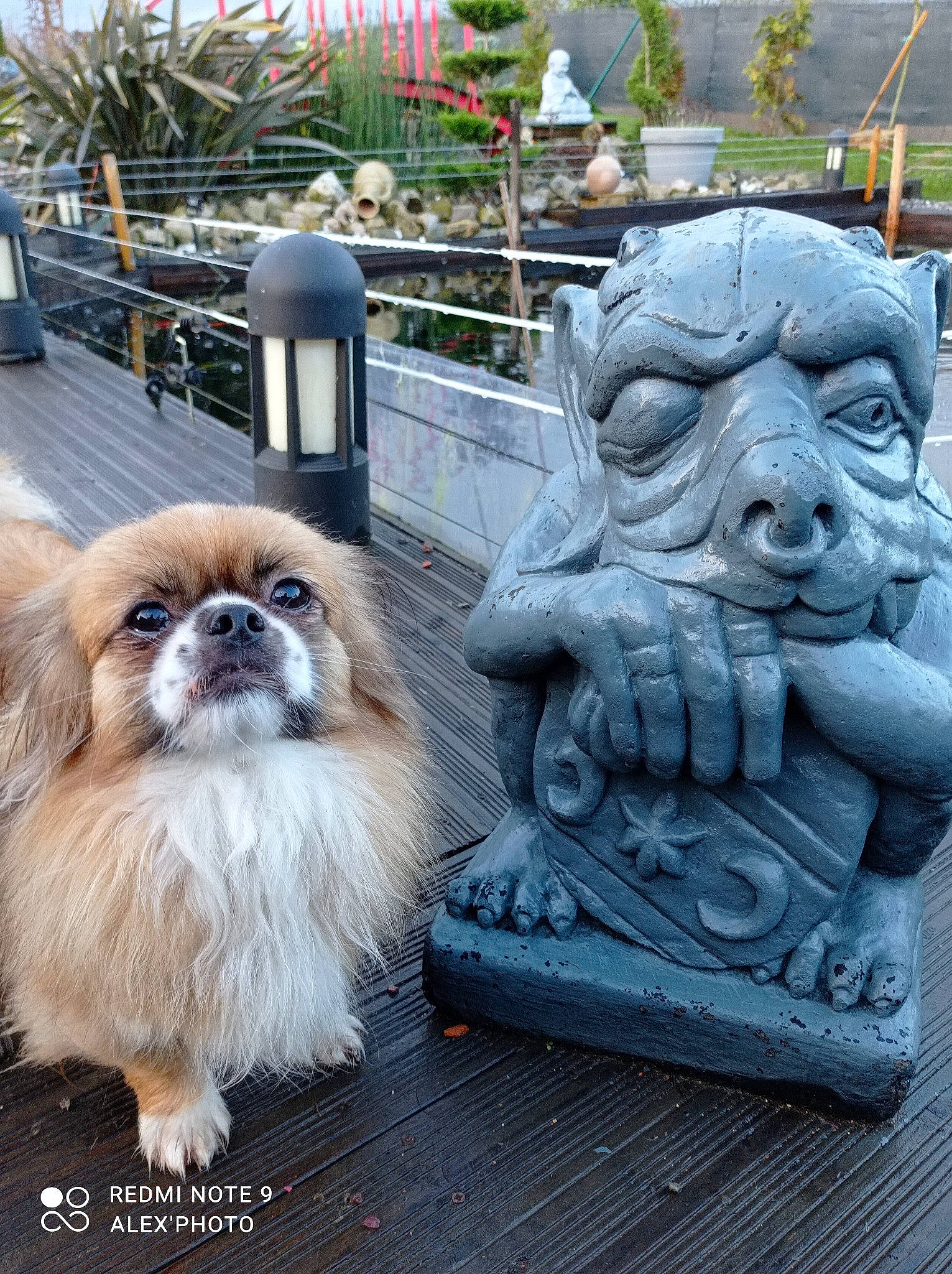 Marvin a rejoint le concours — aidez-le/la à gagner de superbes lots ! art, artifact, carnivore, companion_dog, dog, dog_breed, fawn, fence, fur, lawn_ornament, mammal, pekingese, plant, sculpture, snout, sporting_group, statue, toy_dog, vertebrate, working_animal