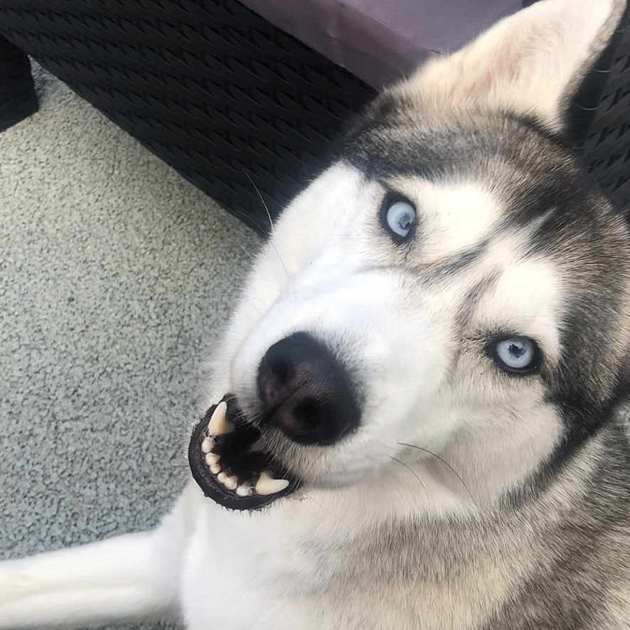 Princesse a rejoint le concours — aidez-le/la à gagner de superbes lots ! animal, canine, computer, computerhardware, dog, electronics, eskimodog, face, hardware, head, husky, laptop, monitor, pc, person, pet, puppy, screen, snout, whitedog