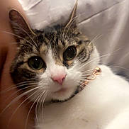 Senna joined the competition — help win amazing prizes! animal, cat, close_up, collar, comfort, cozy, cute, domestic_animal, eyes, face, feline, fur, indoor, pet, pet_care, pink_nose, resting, tabby, whiskers, white_fur