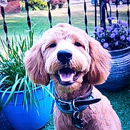 Moose is registered to the contest to win money with this photo: backyard, blue_pot, collar, dog, dog_tag, ears, fence, fur, goldendoodle, grass, happy, leash, outdoor, pet, portrait, potted_plant, purple_flowers, sitting, smile, tongue