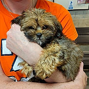 Bunny is registered to the contest to win money with this photo: adorable, animal, comfort, cuddle, cute, dog, face, fluffy, friendly, fur, hands, holding, indoor, love, orange_shirt, person, pet, portrait, puppy, young