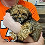 adorable, animal, comfort, cuddle, cute, dog, face, fluffy, friendly, fur, hands, holding, indoor, love, orange_shirt, person, pet, portrait, puppy, young