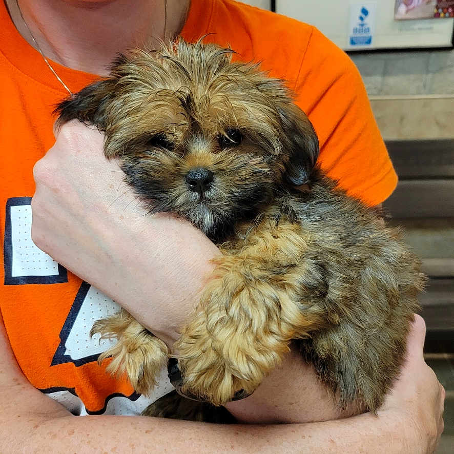 Bunny is registered to the contest to win money with this photo: adorable, animal, comfort, cuddle, cute, dog, face, fluffy, friendly, fur, hands, holding, indoor, love, orange_shirt, person, pet, portrait, puppy, young