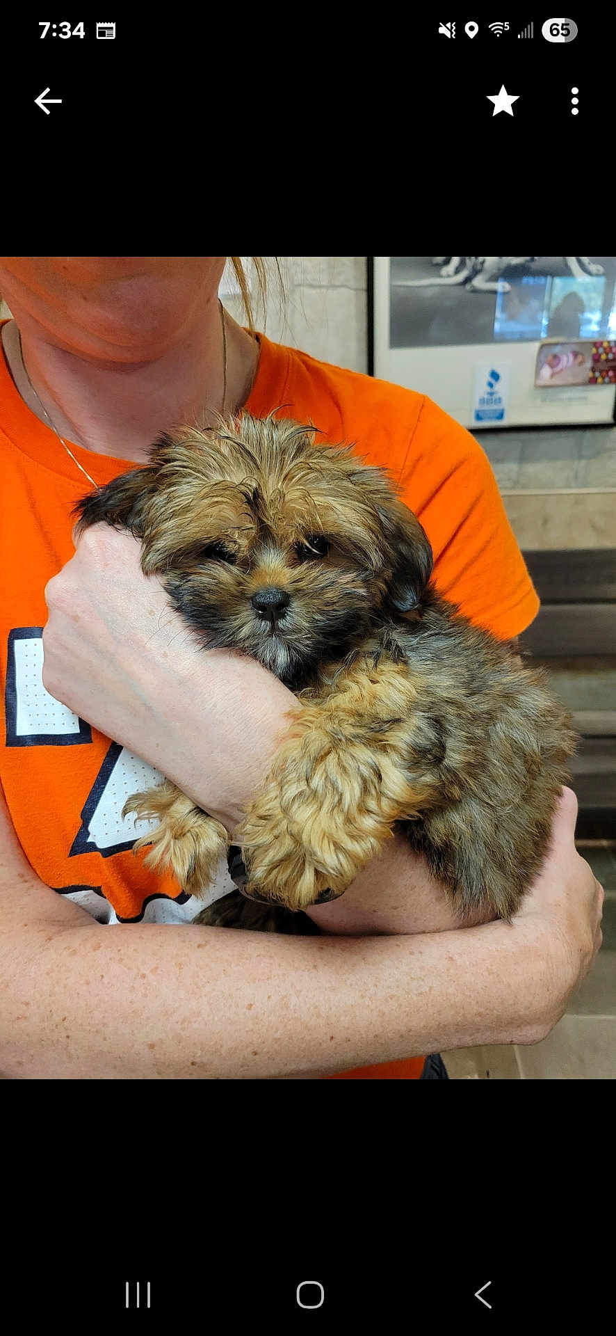 Bunny is registered to the contest to win money with this photo: adorable, animal, comfort, cuddle, cute, dog, face, fluffy, friendly, fur, hands, holding, indoor, love, orange_shirt, person, pet, portrait, puppy, young