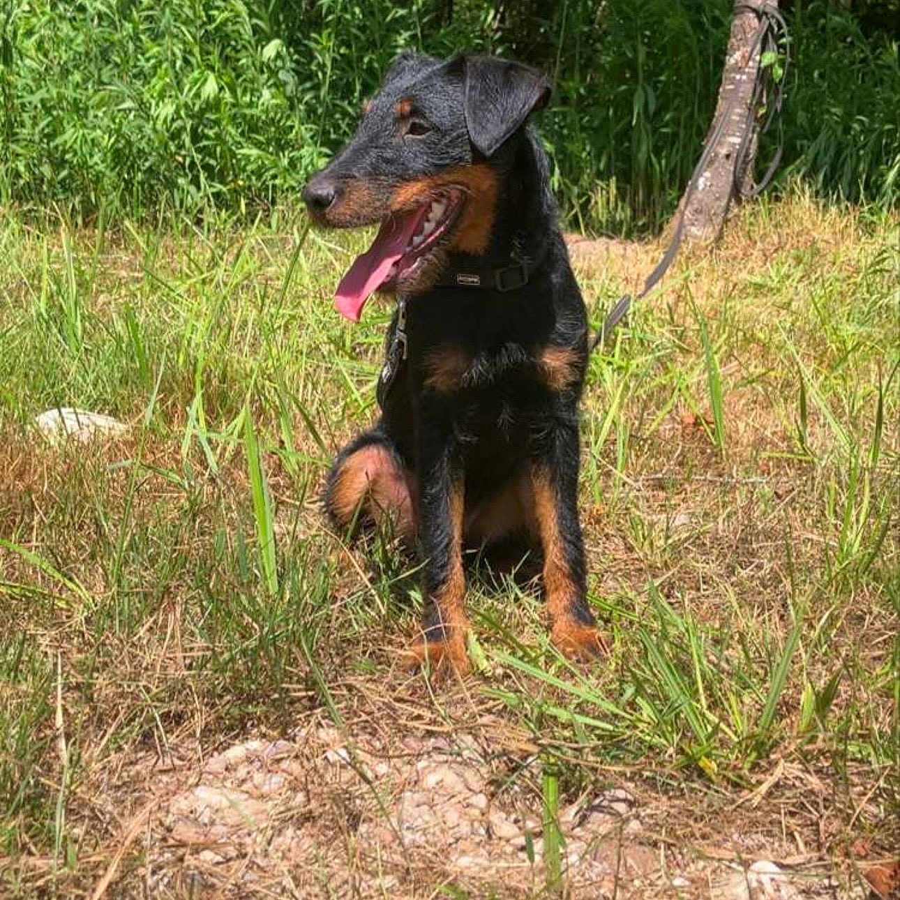 Abby a rejoint le concours — aidez-le/la à gagner de superbes lots ! dog, animal, pet, grass, outdoor, nature, sunlight, black_and_tan, happy, tongue_out, sitting, collar, leash, canine, field, greenery, summer, daylight, fur, ears