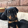puppy, rottweiler, dog, pet, black_and_tan, carpet, indoor, animal, cute, young, fur, face, ears, sitting, looking, brown, black, closeup, canine, adorable