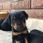 Abby a rejoint le concours — aidez-le/la à gagner de superbes lots ! puppy, rottweiler, dog, black_and_tan, carpet, indoor, pet, young, cute, animal, fur, ears, face, looking_at_camera, sitting, resting, companion, home, adorable, curious