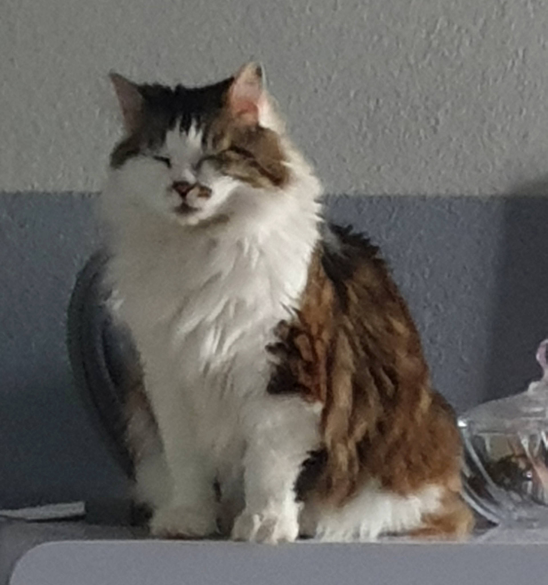 Lili a rejoint le concours — aidez-le/la à gagner de superbes lots ! british_longhair, carnivore, cat, claw, comfort, eye, felidae, fur, maine_coon, paw, small_to_medium_sized_cats, snout, tail, terrestrial_animal, whiskers