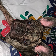 Nenette a rejoint le concours — aidez-le/la à gagner de superbes lots ! canidae, carnivore, comfort, companion_dog, dog, dog_breed, ear, fawn, fur, gesture, nail, pattern, paw, sleeve, snout, sporting_group, terrestrial_animal, visual_arts, whiskers, working_animal