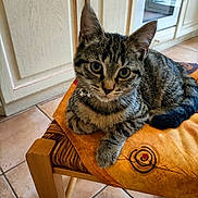 Hope participe au concours pour gagner de l'argent avec cette photo : animal, cat, chair, curious, cushion, domestic, ears, floor_tiles, fur, indoor, kitchen, kitten, orange, paws, pet, resting, tabby, whiskers, wooden_furniture, young