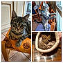 Hope participe au concours pour gagner de l'argent avec cette photo : cat, chair, closeup, collage, curious, cushion, domestic_animal, feline, floor_tiles, house, indoor, kitten, pet_bed, playful, resting, standing, tabby, toy, window, wooden_furniture