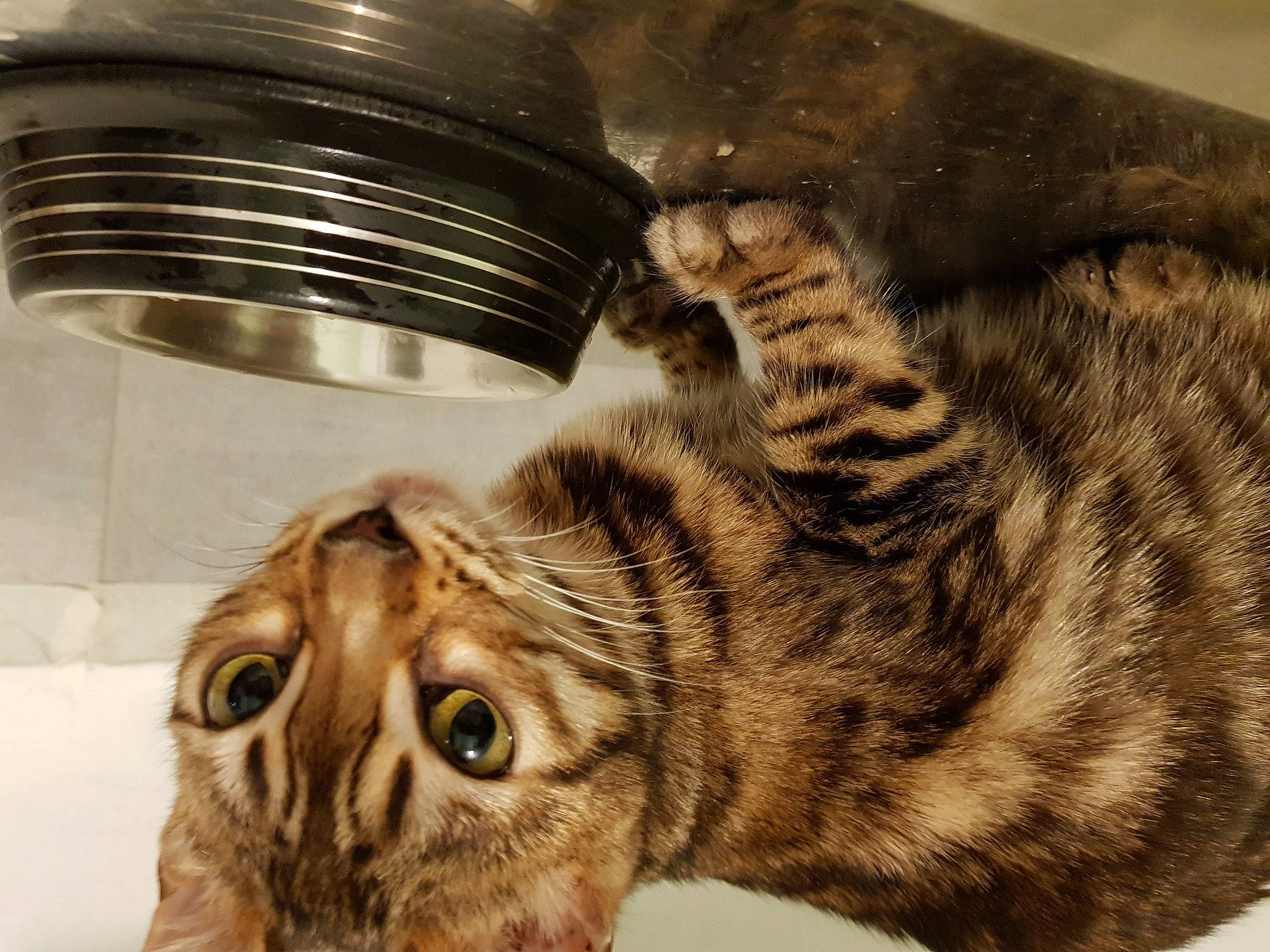 Seven a rejoint le concours — aidez-le/la à gagner de superbes lots ! carnivore, cat, domestic_short_haired_cat, felidae, fur, natural_material, small_to_medium_sized_cats, snout, terrestrial_animal, whiskers