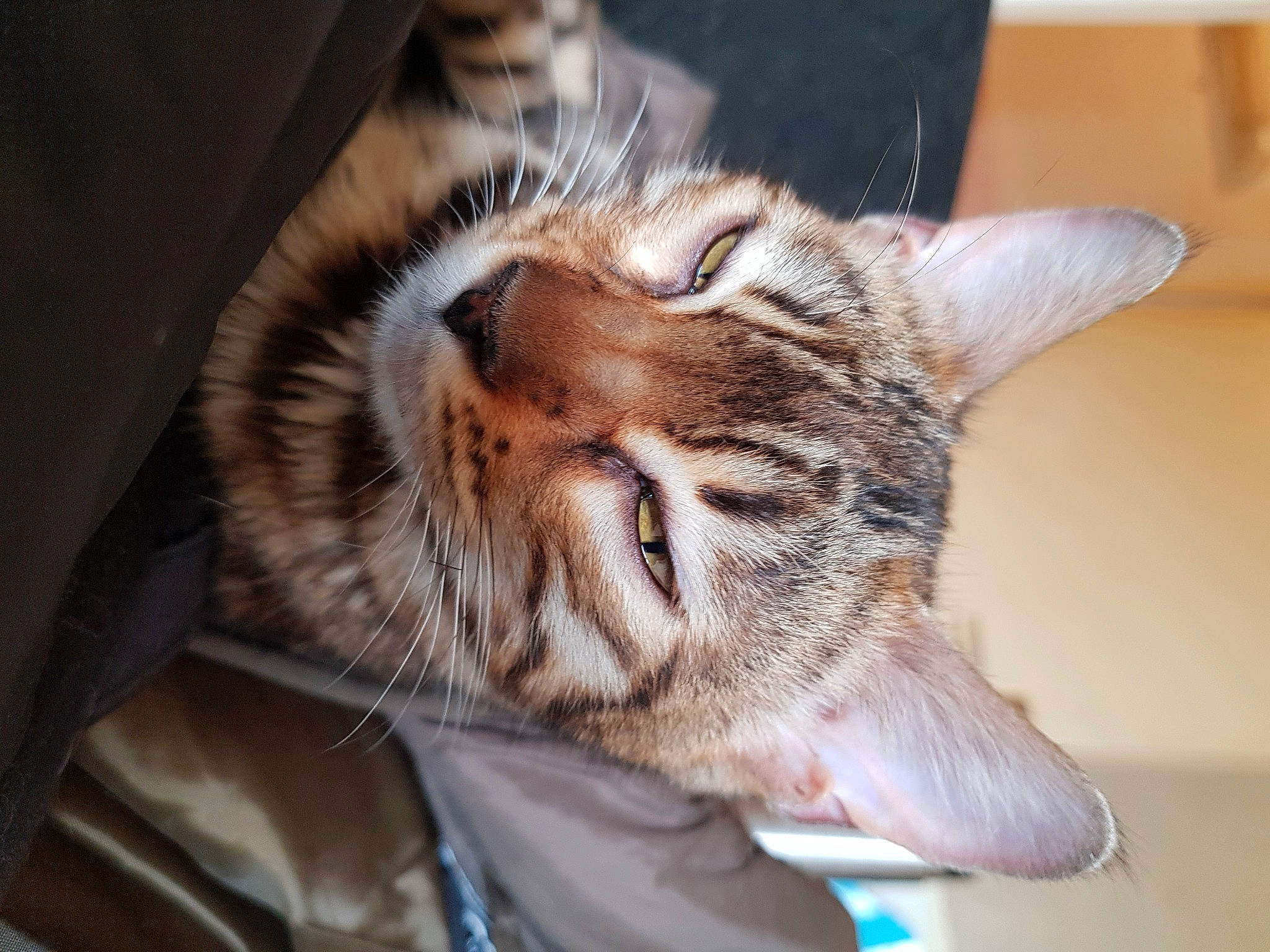 Seven participe au concours pour gagner de l'argent avec cette photo : carnivore, cat, claw, comfort, domestic_short_haired_cat, ear, fawn, felidae, fur, nap, paw, sleep, small_to_medium_sized_cats, snout, tail, terrestrial_animal, whiskers, wildlife