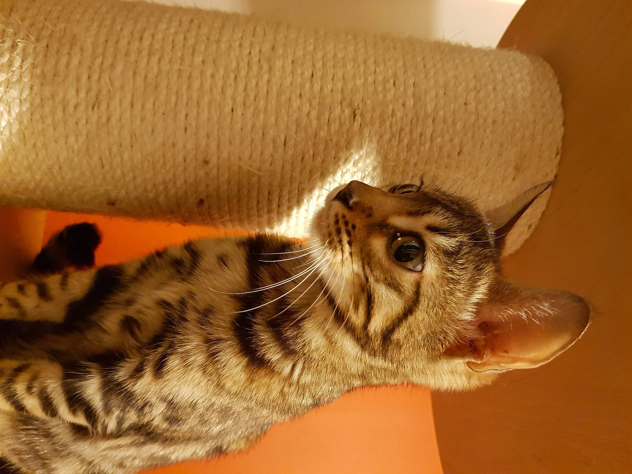 Seven a rejoint le concours — aidez-le/la à gagner de superbes lots ! carnivore, cat, cat_bed, claw, comfort, domestic_short_haired_cat, fawn, felidae, foot, fur, gesture, leg, nail, nap, paw, small_to_medium_sized_cats, snout, tail, terrestrial_animal, whiskers