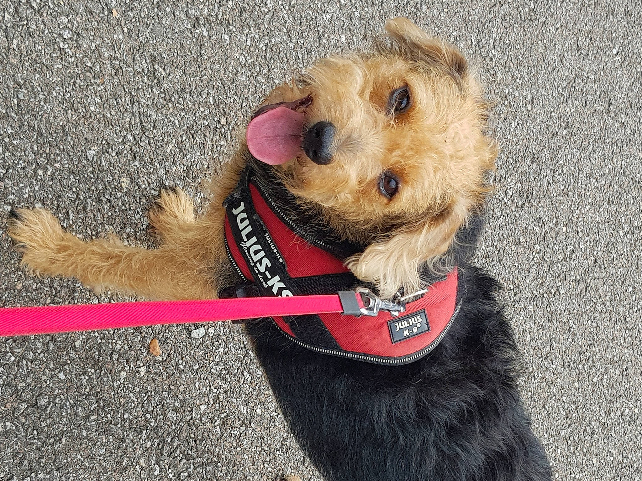 Kile participe au concours pour gagner de l'argent avec cette photo : airedale_terrier, canidae, carnivore, collar, companion_dog, dog, dog_breed, dog_clothes, dog_collar, dog_supply, fawn, fur, lakeland_terrier, leash, pet_supply, snout, sporting_group, terrier, welsh_terrier, wire_hair_fox_terrier