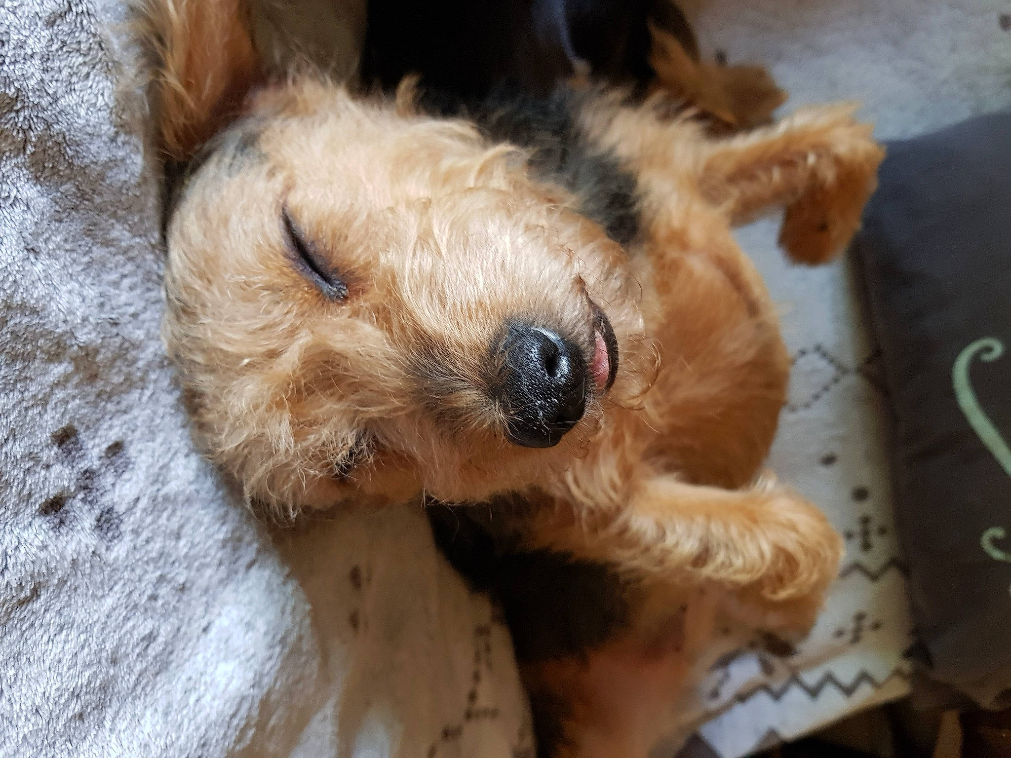 Kile participe au concours pour gagner de l'argent avec cette photo : border_terrier, canidae, carnivore, companion_dog, dog, dog_breed, fawn, fur, paw, puppy, snout, sporting_group, terrestrial_animal, terrier, toy_dog, whiskers, working_animal