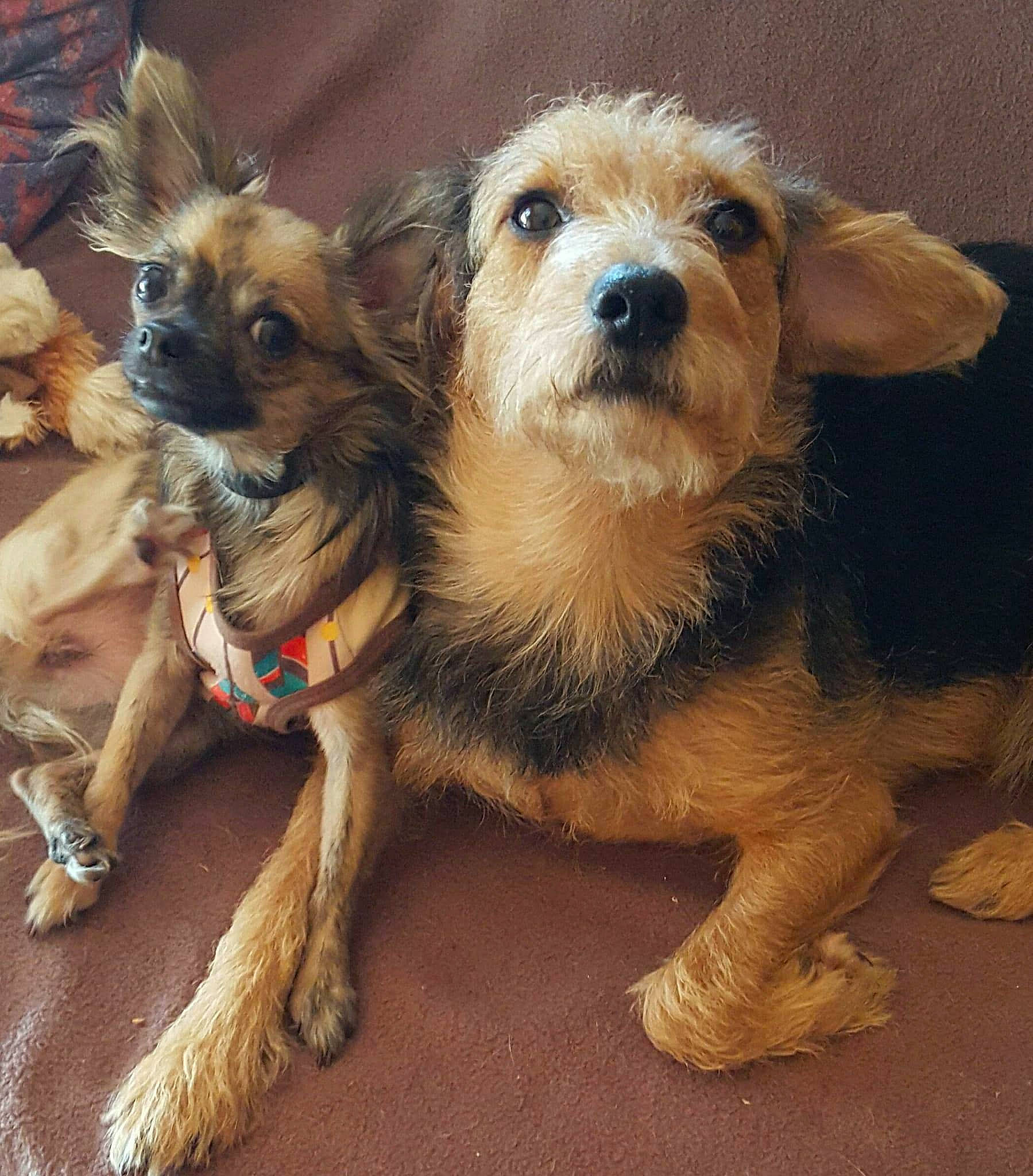 Kile participe au concours pour gagner de l'argent avec cette photo : canidae, carnivore, companion_dog, dog, dog_breed, dog_clothes, dog_supply, fawn, fur, puppy, puppy_love, small_terrier, snout, sporting_group, terrestrial_animal, terrier, toy_dog, whiskers, working_animal, yorkipoo