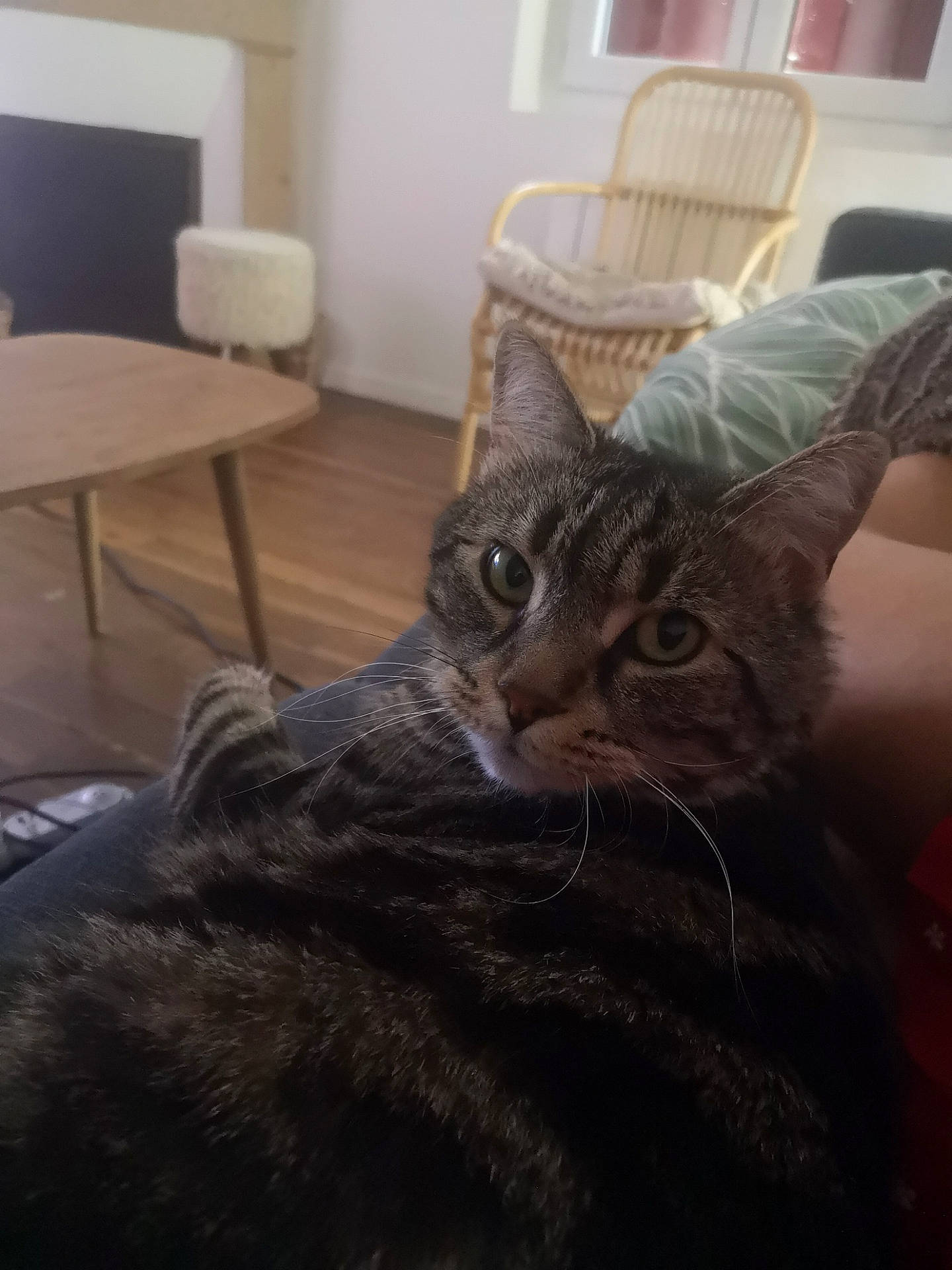 Joe a rejoint le concours — aidez-le/la à gagner de superbes lots ! carnivore, cat, chair, comfort, couch, domestic_short_haired_cat, felidae, floor, flooring, fur, furniture, grey, hardwood, mammal, small_to_medium_sized_cats, snout, tail, whiskers, window, wood