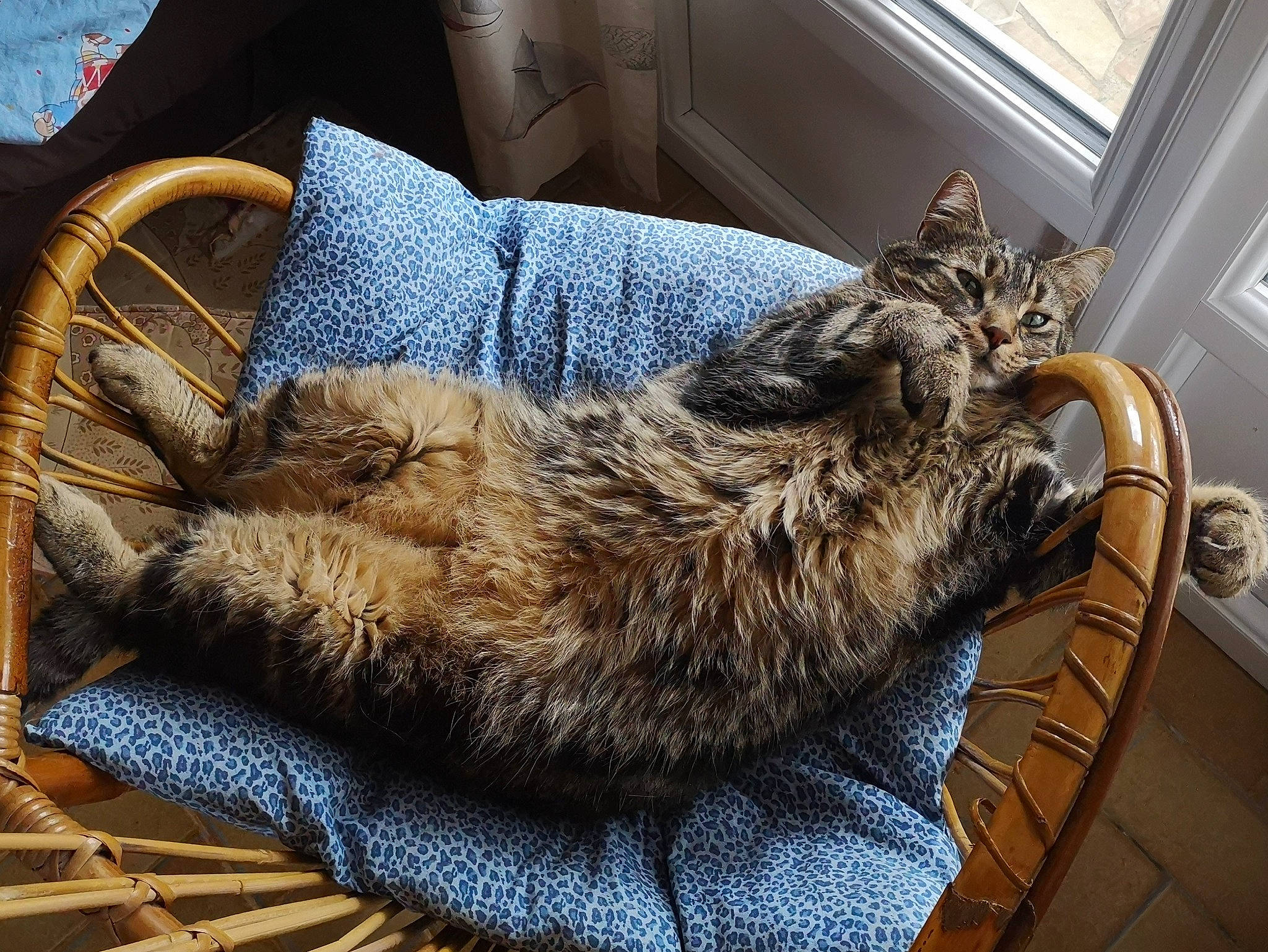 Joe participe au concours pour gagner de l'argent avec cette photo : carnivore, cat, chair, claw, comfort, domestic_short_haired_cat, felidae, fur, metal, nap, room, sleep, small_to_medium_sized_cats, snout, tail, terrestrial_animal, whiskers, window, wood