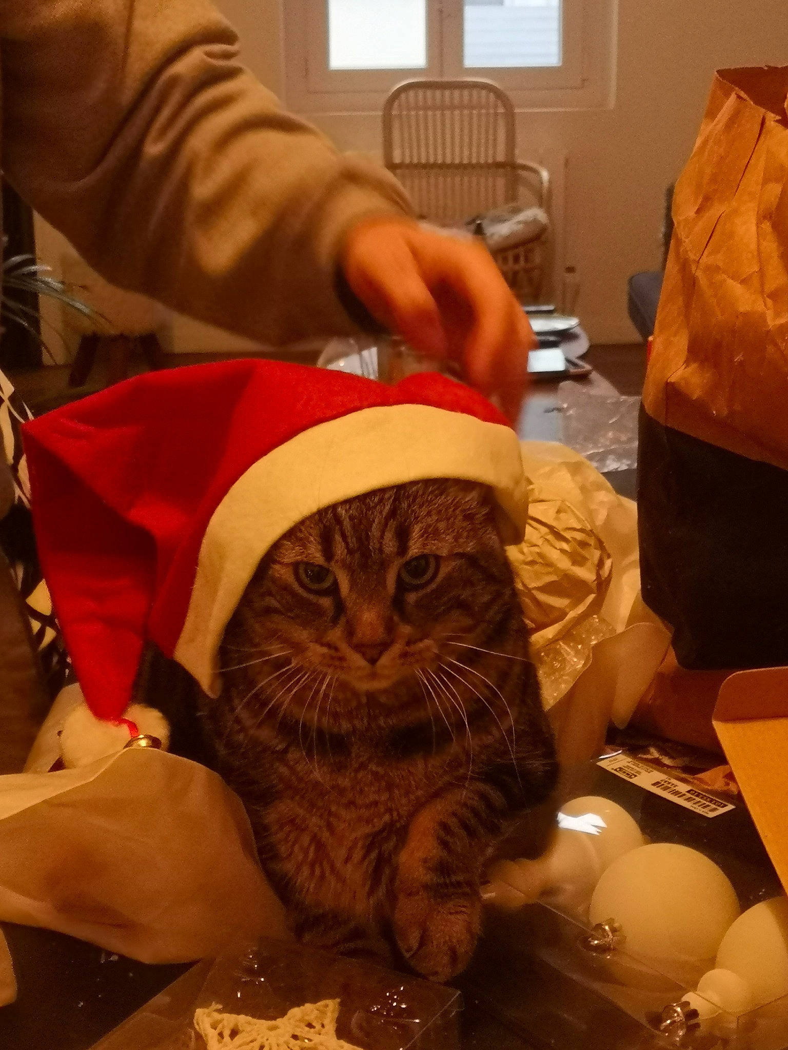 Joe a rejoint le concours — aidez-le/la à gagner de superbes lots ! carnivore, cat, chair, christmas, comfort, domestic_short_haired_cat, event, facial_hair, fawn, felidae, fur, hat, holiday, lap, orange, pattern, room, small_to_medium_sized_cats, whiskers, wood