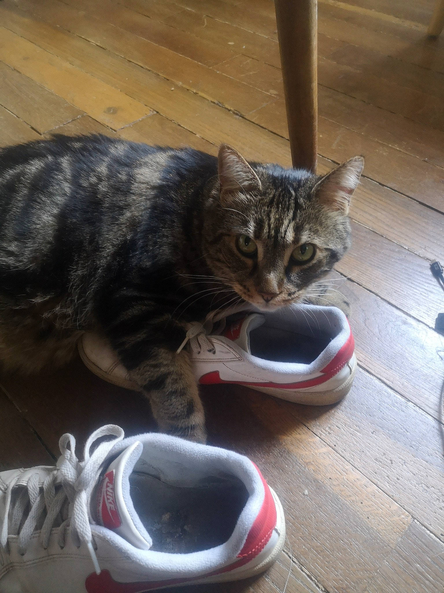 Joe a rejoint le concours — aidez-le/la à gagner de superbes lots ! automotive_tire, carmine, carnivore, cat, domestic_short_haired_cat, felidae, flooring, fur, grass, grey, outdoor_shoe, paw, small_to_medium_sized_cats, sneakers, snout, tail, vertebrate, walking_shoe, whiskers, wood