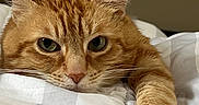 Tank is registered to the contest to win money with this photo: animal, bed, blanket, cat, close_up, cozy, cute, domestic_cat, ears, feline, fur, ginger_cat, indoor, paw, pet, relaxed, resting, sleepy, stretching, whiskers