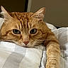 Tank is registered to the contest to win money with this photo: cat, ginger_cat, pet, feline, animal, bed, blanket, paw, close_up, indoor, cozy, relaxed, stretching, whiskers, ears, fur, cute, domestic_cat, resting, sleepy