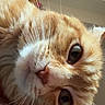 Tank is registered to the contest to win money with this photo: cat, orange_tabby, close_up, indoor, whiskers, fur, pet, curious, head_tilt, eyes, nose, soft_lighting, cozy, animal, feline, cute, domestic_cat, portrait, closeup