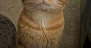 Tank is registered to the contest to win money with this photo: cat, orange_tabby, wide_eyes, indoor, carpet, furniture, pet, whiskers, curious, close_up, cute, domestic_animal, fur, paw, looking_up, animal, mammal, face, standing, home