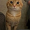 Tank is registered to the contest to win money with this photo: animal, carpet, cat, close_up, curious, cute, domestic_animal, face, fur, furniture, home, indoor, looking_up, mammal, orange_tabby, paw, pet, standing, whiskers, wide_eyes