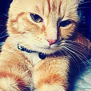 Tank joined the competition — help win amazing prizes! cat, orange_tabby, close_up, whiskers, collar, green_eyes, paw, fur, pet, domestic_cat, relaxed, resting, indoor, animal, cute, feline, portrait, soft_light, detail, macro