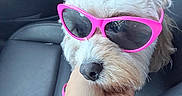 Minnie is registered to the contest to win money with this photo: dog, sunglasses, pink, car_seat, hand, pet, cute, fluffy, white_fur, close_up, accessory, cool, portrait, animal, leisure, indoor, fashion, companion, vehicle, relaxation