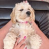 Minnie is registered to the contest to win money with this photo: puppy, dog, lap, hand, nails, pink_collar, fur, sleepy, couch, leather, carpet, indoor, pet, cute, fluffy, relaxed, person, holding, animal, domestic