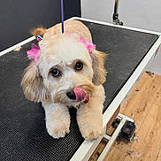 Minnie joined the competition — help win amazing prizes! dog, groomed, pink_bows, licking_nose, fluffy, cute, pet_salon, grooming_table, fur, ears, eyes, animal, indoor, wooden_floor, adorable, waiting, pet_care, small_dog, cute_expression, playful
