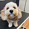 Minnie is registered to the contest to win money with this photo: dog, pet, groomed, bandana, pink_bows, cute, fluffy, indoors, grooming_table, animal, closeup, small_dog, adorable, fur, looking_up, eyes, ears, nose, colorful, floor