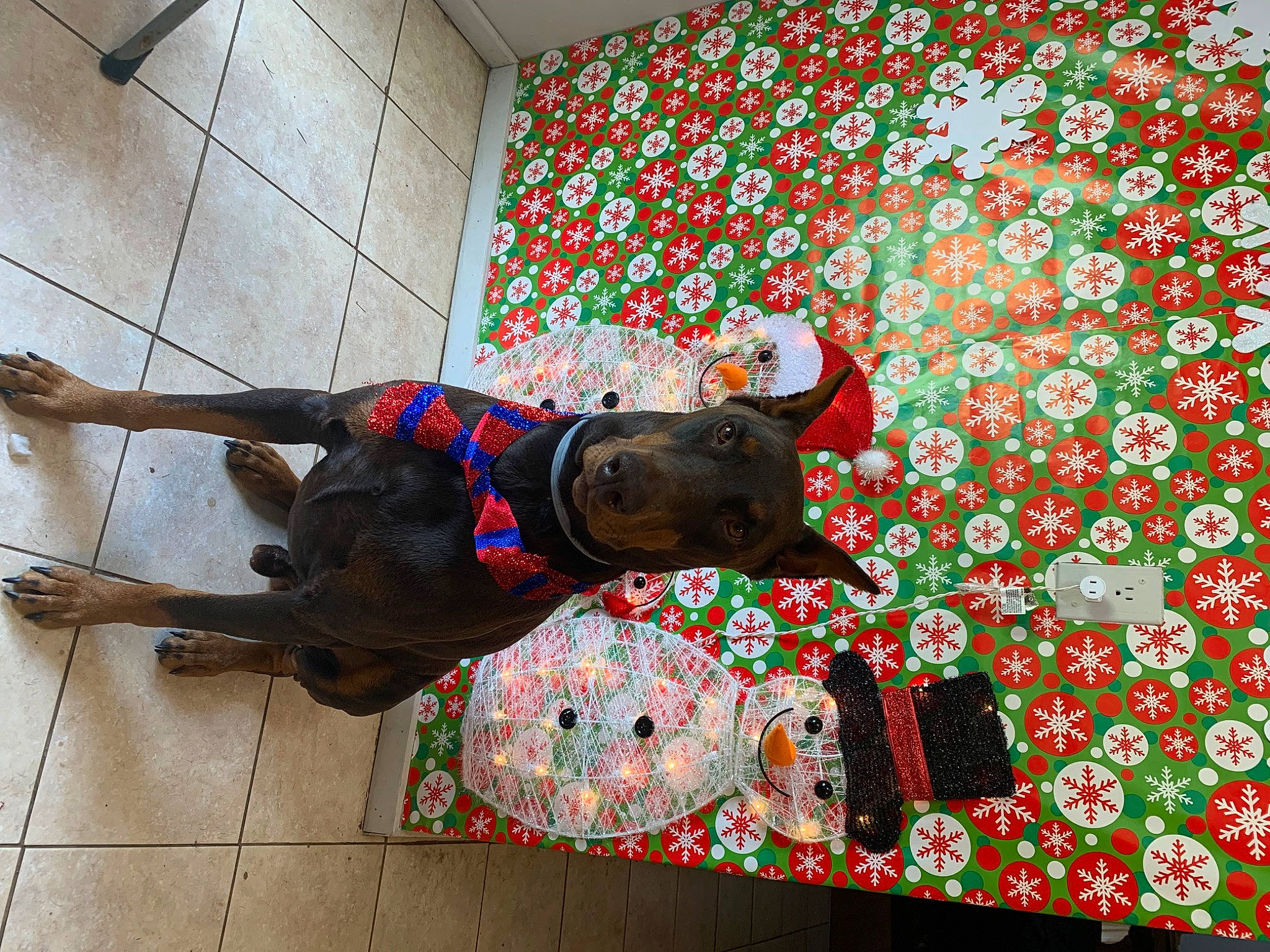 Bowser is registered to the contest to win money with this photo: art, carnivore, collar, dog, dog_breed, dog_collar, dog_supply, event, fashion_accessory, fawn, flooring, leash, pattern, pet_supply, plant, snout, sporting_group, terrestrial_animal, visual_arts, working_animal