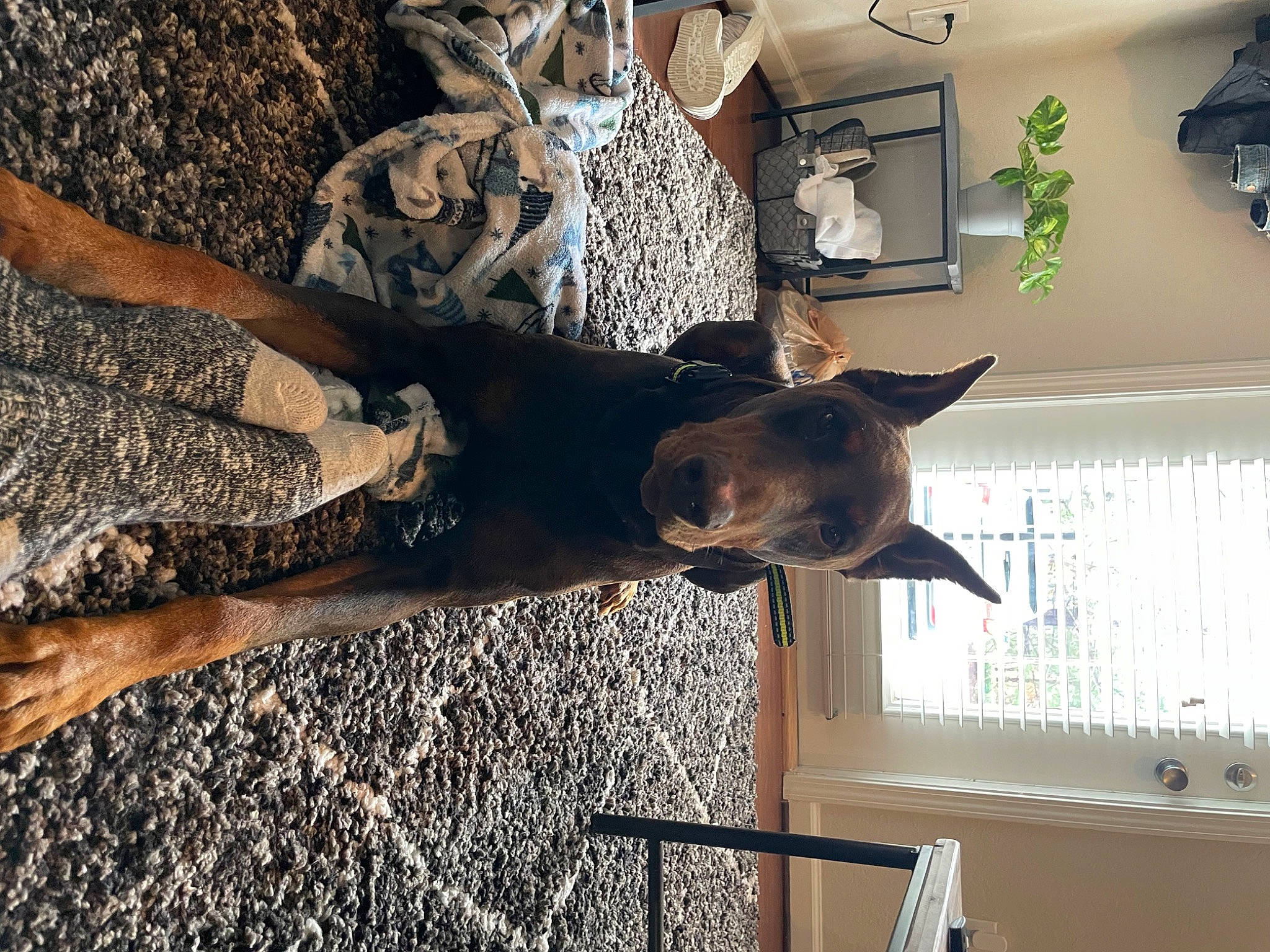 Bowser is registered to the contest to win money with this photo: canidae, fashion_design, fawn, felidae, fun, fur, guard_dog, houseplant, human_leg, pattern, shadow, sporting_group, thigh, tree, waist, window, wood