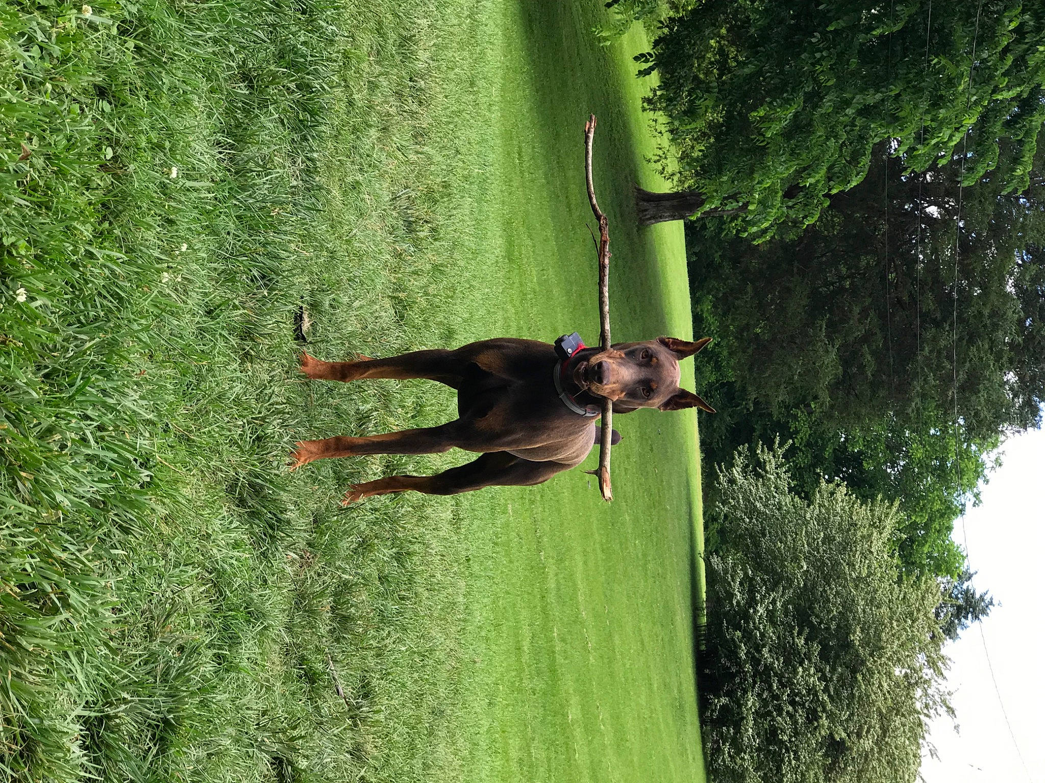 Bowser is registered to the contest to win money with this photo: dog, fun, grass, grassland, green, landscape, lawn, leisure, meadow, pasture, people_in_nature, plant, recreation, shadow, shrub, sporting_group, terrestrial_plant, tints_and_shades, tree, window