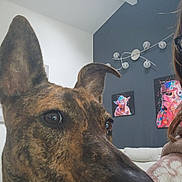 Althéa participe au concours pour gagner de l'argent avec cette photo : brindle, close_up, couch, cozy, decor, dog, ears, eyes, home, indoor, light_fixture, modern, painting, person_partial, portrait, room, star_wars, stormtrooper, wall_art, yoda
