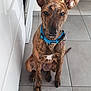 animal, appliance, blue_collar, brindle, calm, canine, dog, ears, flooring, furniture, indoor, kitchen, looking_at_camera, oven, paw_prints, pet, pet_bed, sitting, tile_floor, white_cabinet