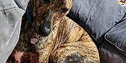Althéa a rejoint le concours — aidez-le/la à gagner de superbes lots ! animal, blanket, brindle_coat, canine, collar, comfortable, couch, decor, dog, ears_up, furniture, giraffe_sculpture, home, indoor, living_room, pet, relaxed, resting, star_wars_figure, toy