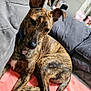 animal, blanket, brindle_coat, canine, collar, comfortable, couch, decor, dog, ears_up, furniture, giraffe_sculpture, home, indoor, living_room, pet, relaxed, resting, star_wars_figure, toy