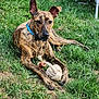 Althéa a rejoint le concours — aidez-le/la à gagner de superbes lots ! animal, backyard, brindle, canine, collar, daylight, dog, ears_up, fence, grass, lawn, lying_down, nature, outdoor, pet, playful, relaxed, rope_toy, summer, toy
