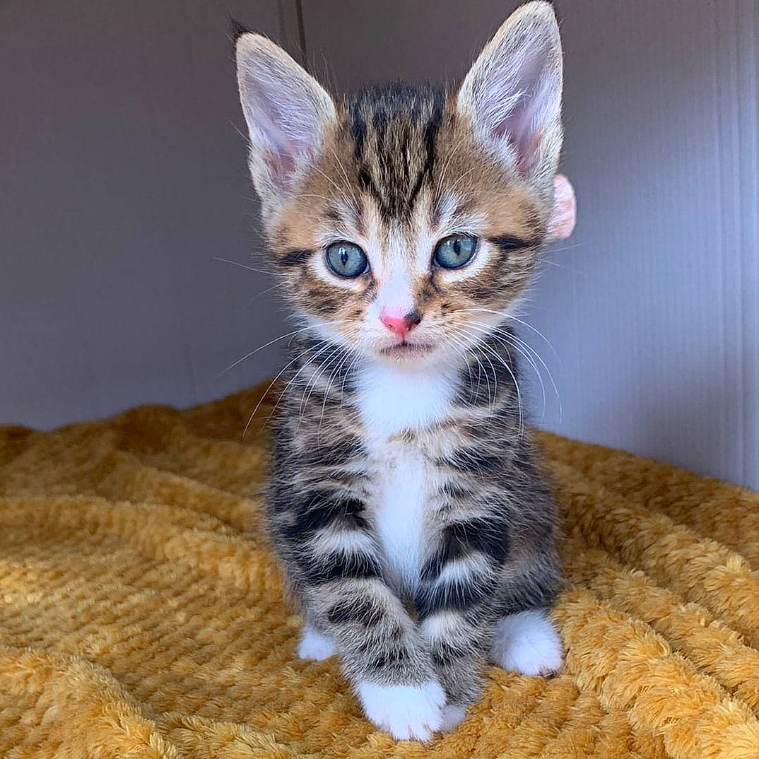 Ella is registered to the contest to win money with this photo: carnivore, cat, claw, domestic_short_haired_cat, fawn, felidae, foot, fur, paw, small_to_medium_sized_cats, tail, terrestrial_animal, whiskers, wood