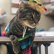 Bobb Catt joined the competition — help win amazing prizes! cat, tabby, sombrero, hat, colorful, striped, poncho, table, indoor, pet, feline, costume, cute, animal, whiskers, ears, collar, closeup, portrait, relaxed