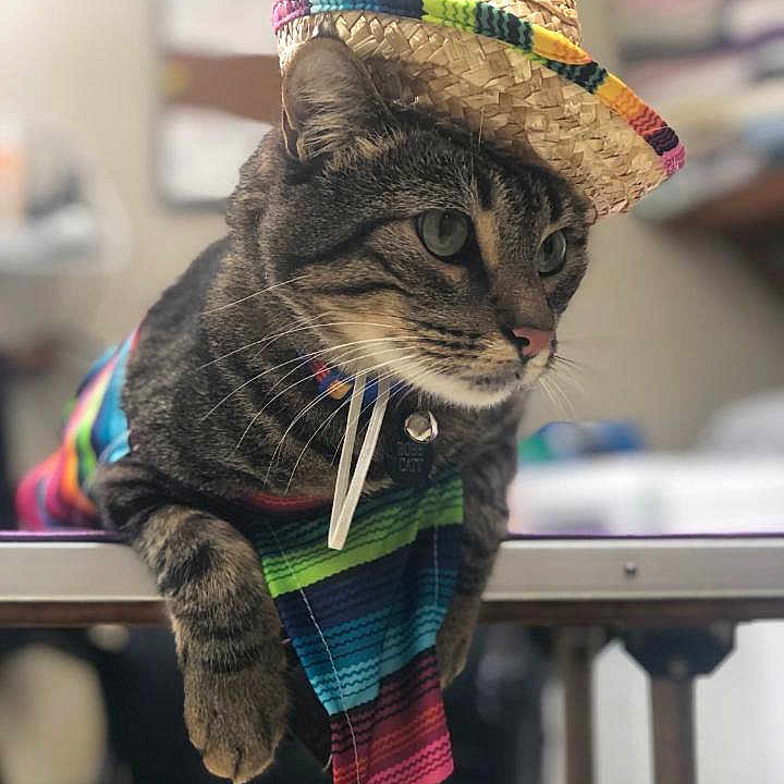Bobb Catt joined the competition — help win amazing prizes! animal, cat, closeup, collar, colorful, costume, cute, ears, feline, hat, indoor, pet, poncho, portrait, relaxed, sombrero, striped, tabby, table, whiskers