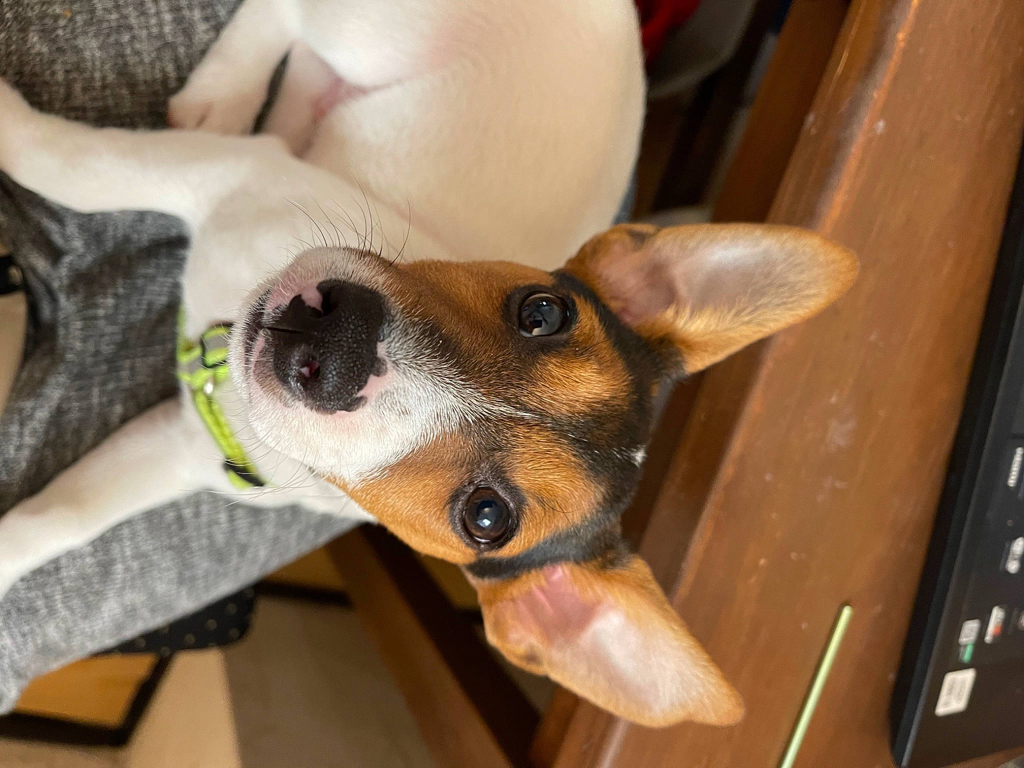 Maylo participe au concours pour gagner de l'argent avec cette photo : canidae, carnivore, collar, comfort, companion_dog, dog, dog_breed, dog_collar, dog_supply, ear, eyewear, fawn, nail, snout, sporting_group, sunglasses, toy_dog, whiskers, wood, working_animal