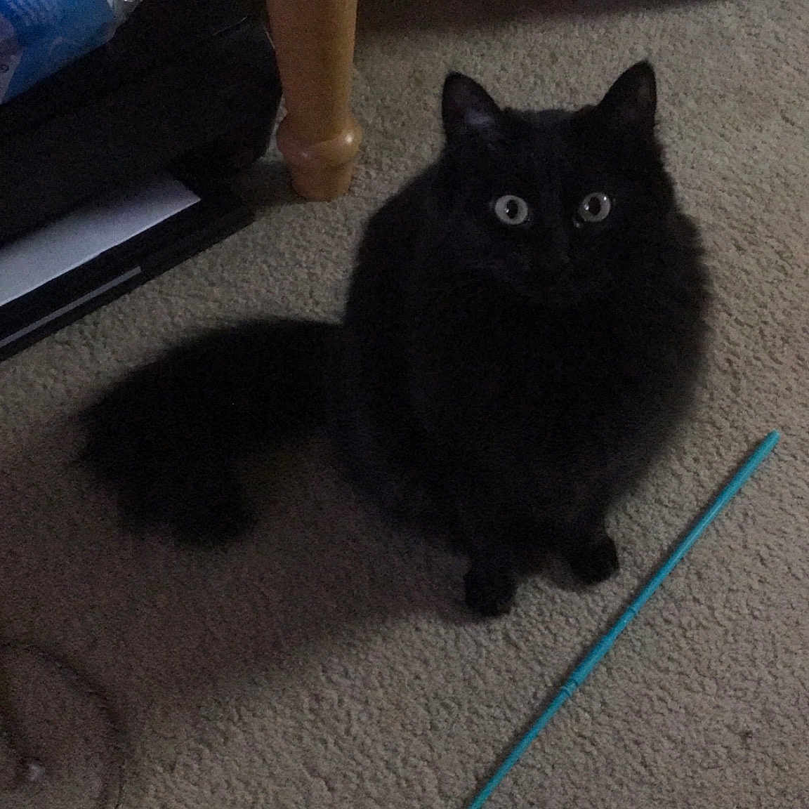 Luna Tuna is registered to the contest to win money with this photo: black, black_cat, carnivoran, cat, cat_like_mammal, chartreux, domestic_short_haired_cat, floor, flooring, fur, kitten, mammal, small_to_medium_sized_cats, snout, whiskers