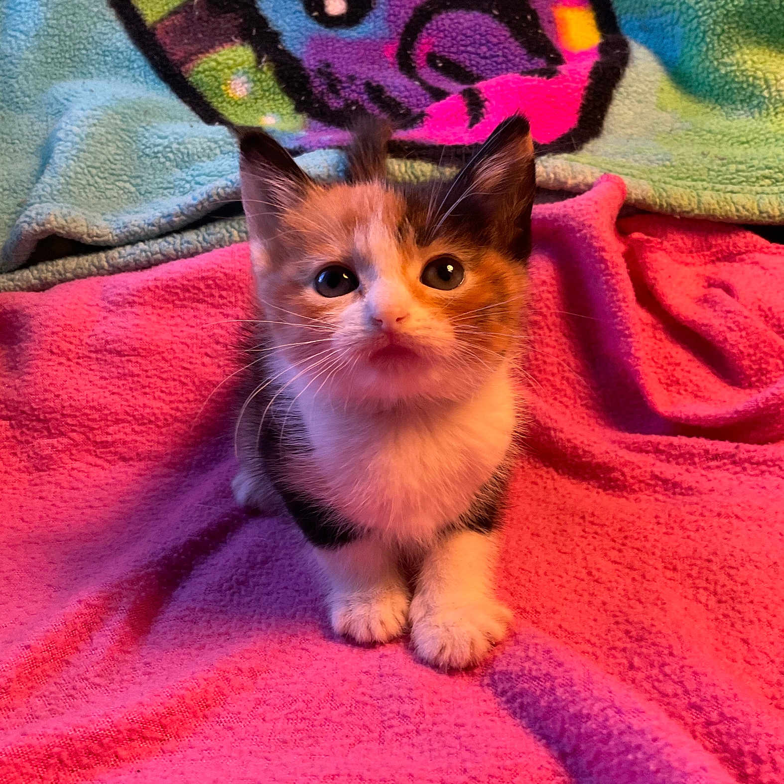 Damita joined the competition — help win amazing prizes! animal, blanket, calico, cat, colorful, cozy, curious, cute, feline, fur, indoor, kitten, looking_up, pet, pink, sitting, small, soft, whiskers, young