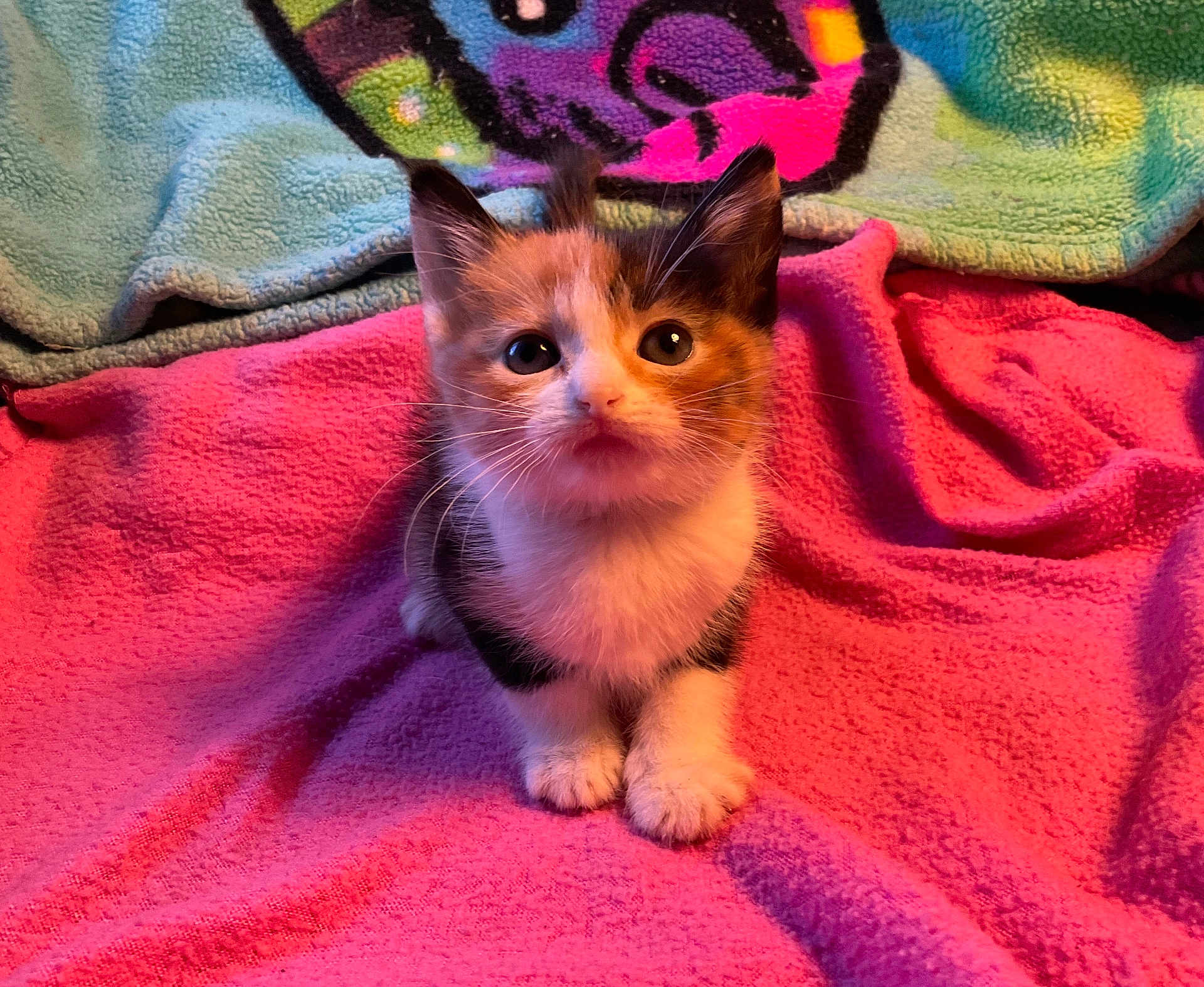 Damita joined the competition — help win amazing prizes! kitten, calico, cat, pet, animal, cute, feline, small, young, fur, whiskers, blanket, pink, colorful, cozy, indoor, soft, sitting, looking_up, curious